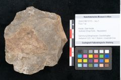 Foto (Objekt + Etikett) von Ficus sp. ? (NHMW-GEO-2024-0188-10170)